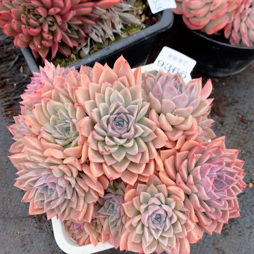 9365新年快乐发发发