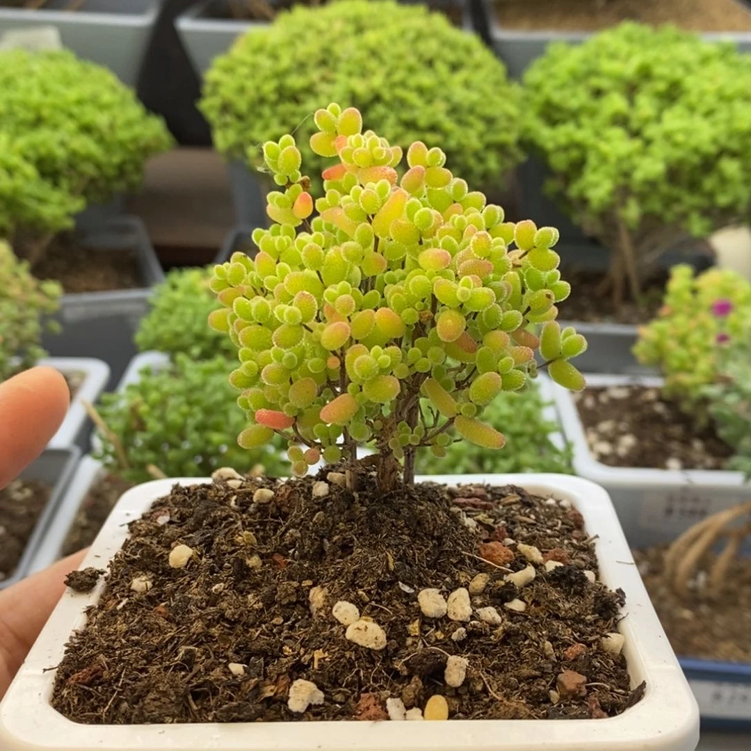 601蜜橘糖球枝干