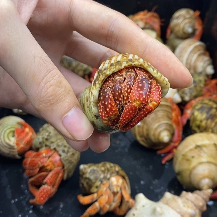 特价商品斐济草莓3口