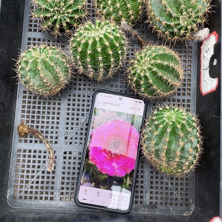 丝牡丹侧芽歪5公分以上满18包邮