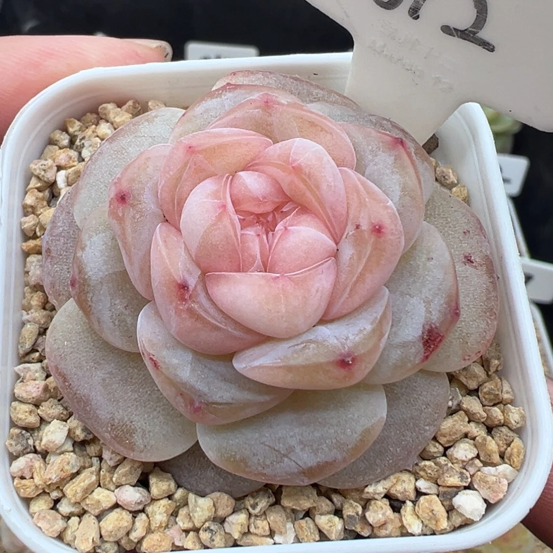 612号海棠 晗雨多肉