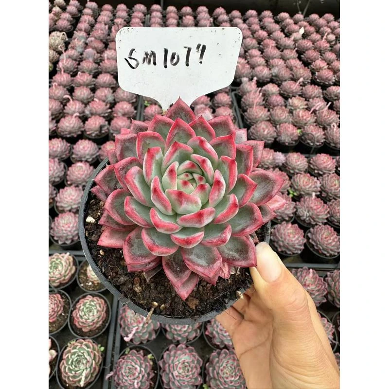 10#劳拉公主多肉植物        前男友精品多肉SM1079