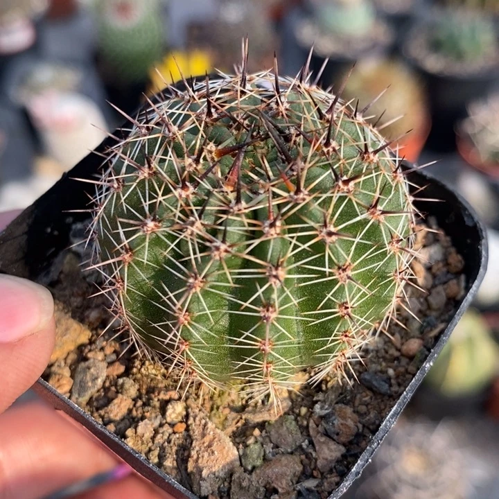 【闪购商品】518黄裳玉