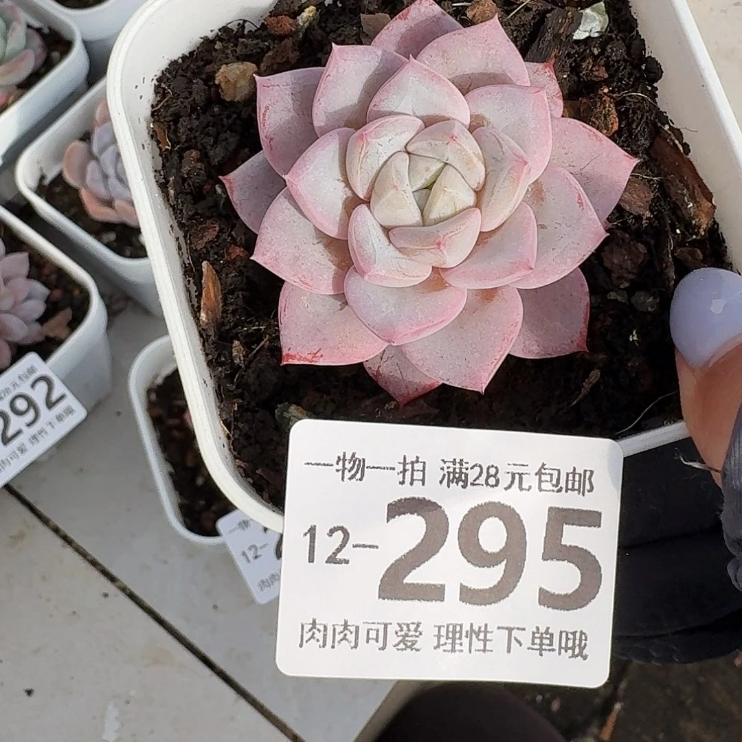 维特无盆土发货无