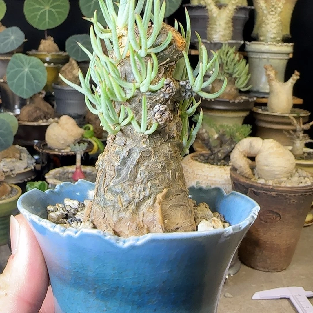 一物一拍白象奇峰锦350