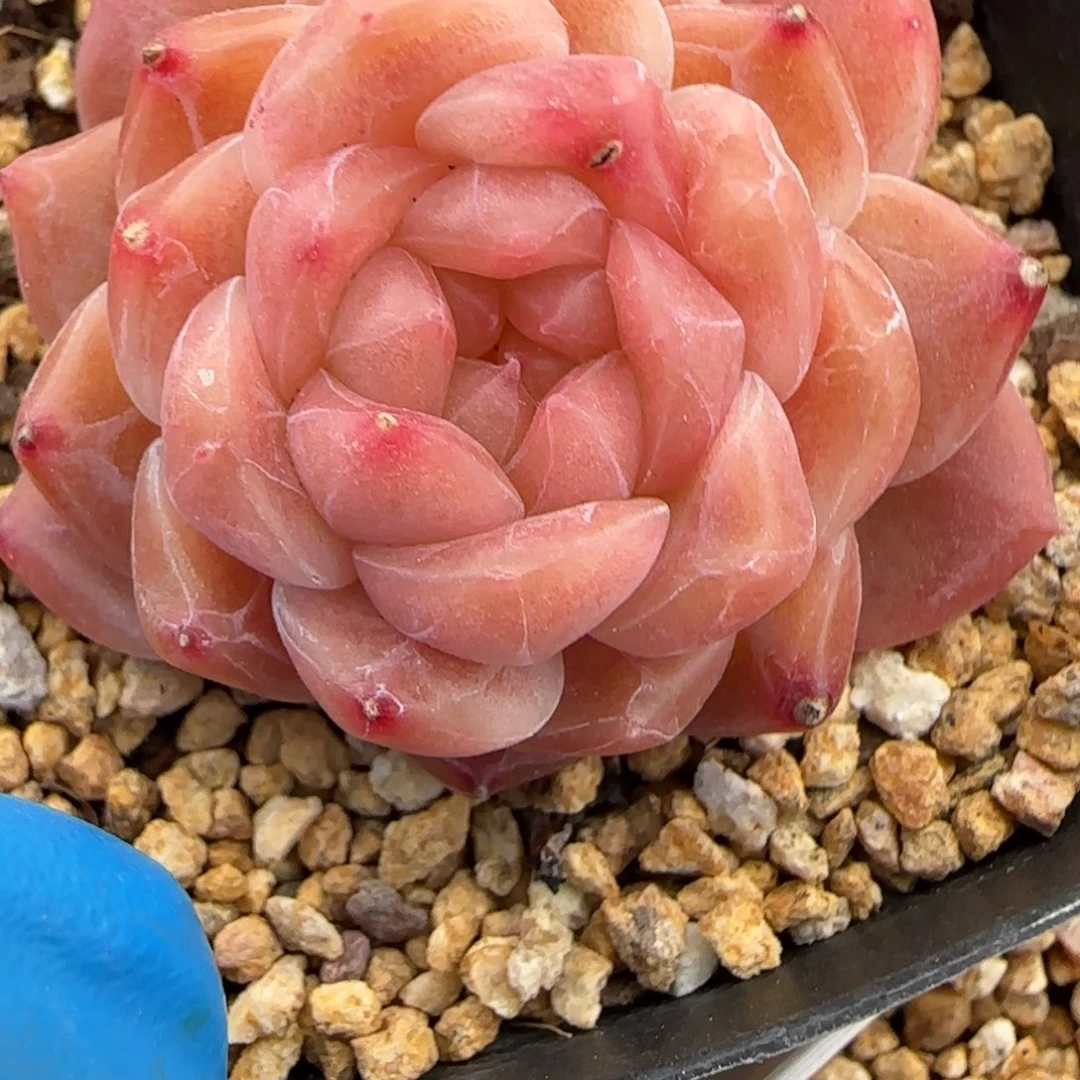 334东篱下多肉植物盆栽