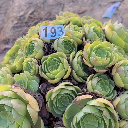 雨***莹多肉植物一个沙拉碗