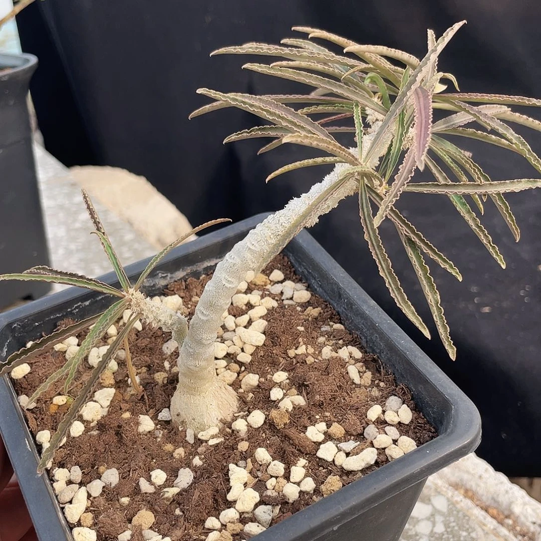 瓦莲666666666666666