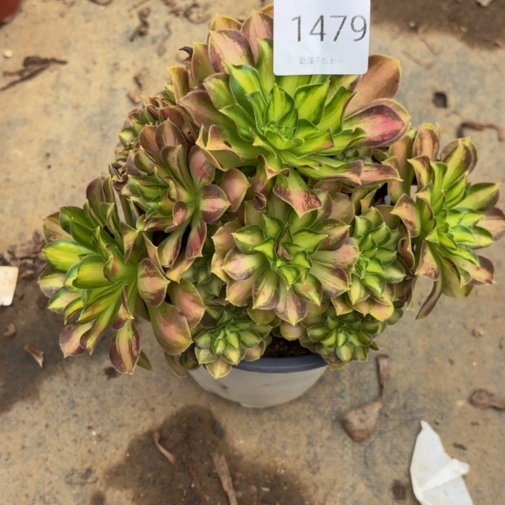 韶华多肉处理不包断头1479