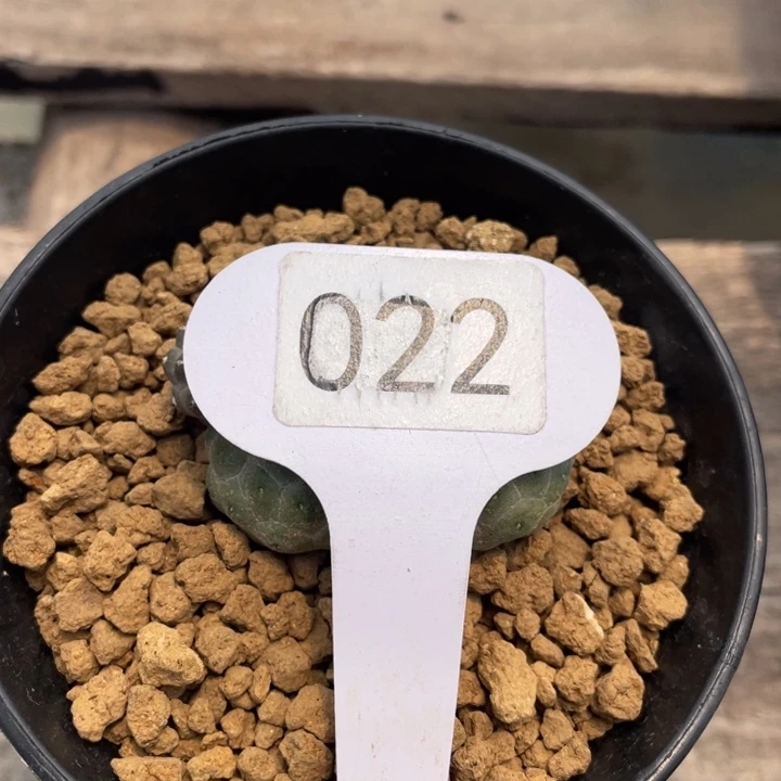 雨*022           一物一拍