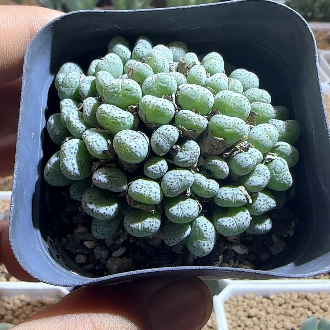 哈哈哈哈哈哈哈50218