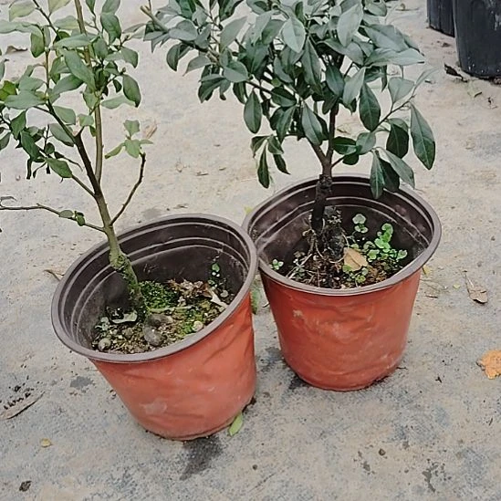 完全开放金弹子品种葫芦