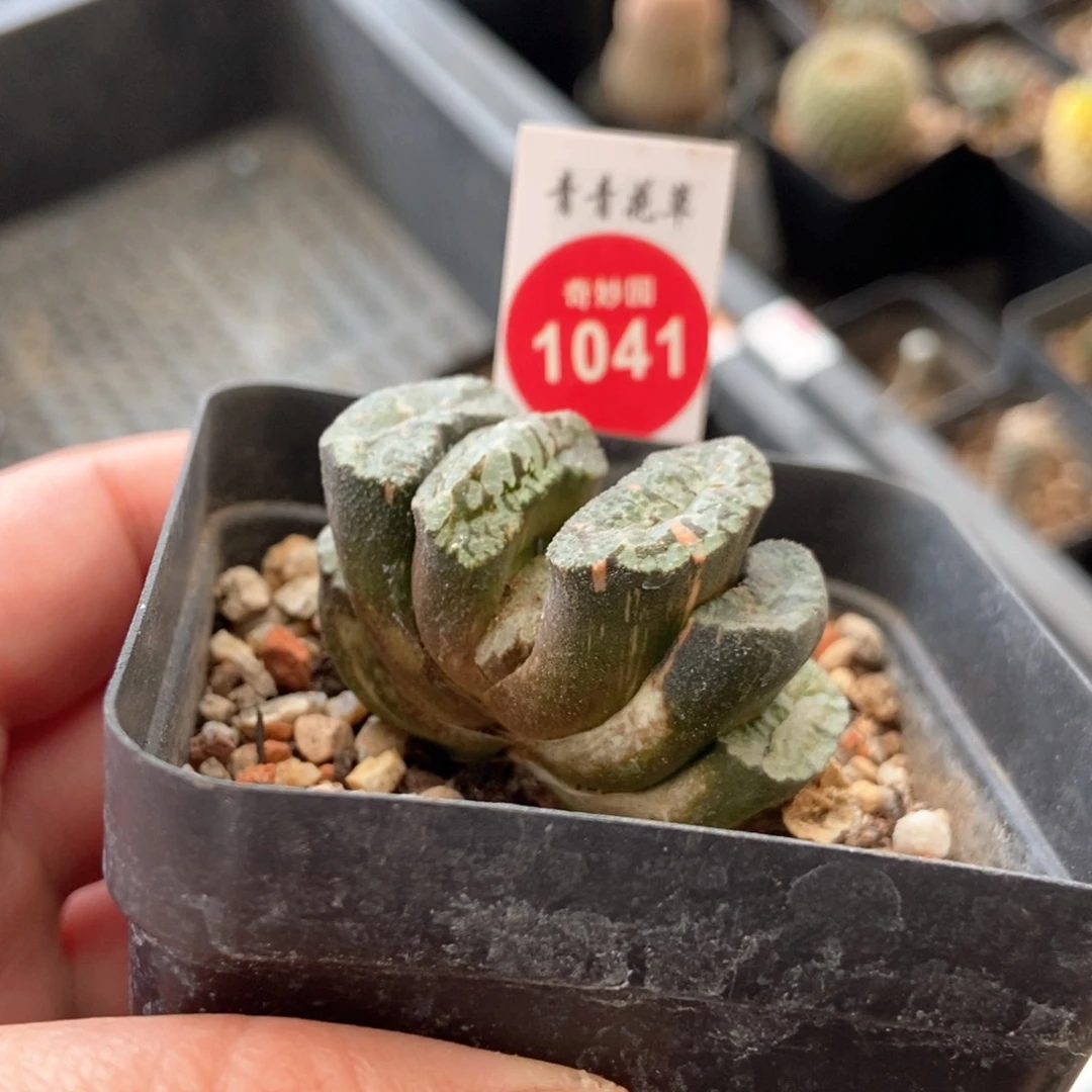 广重玉扇锦一颗仙人球