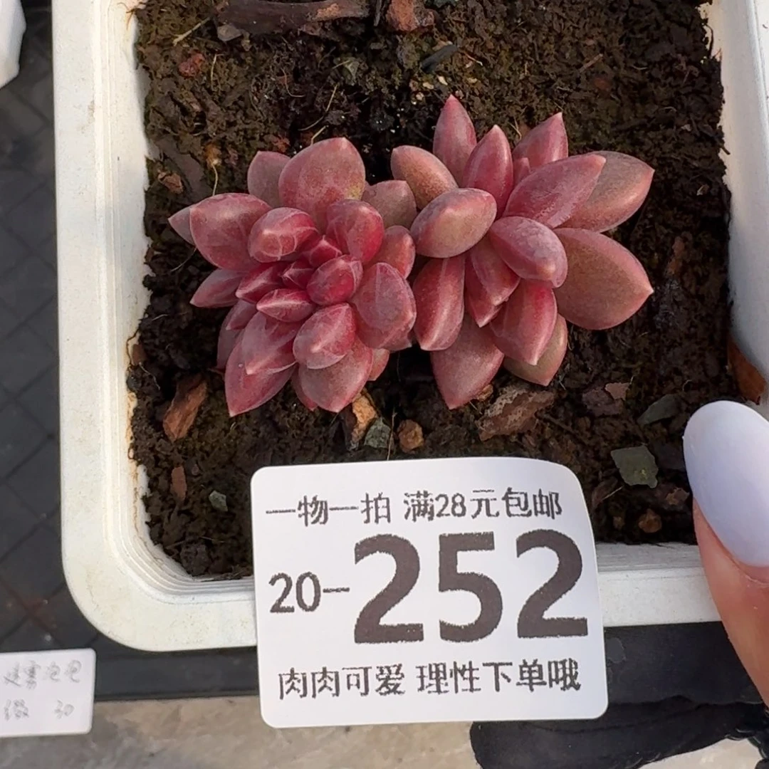 迷雾泡泡缀无盆土发货无盆