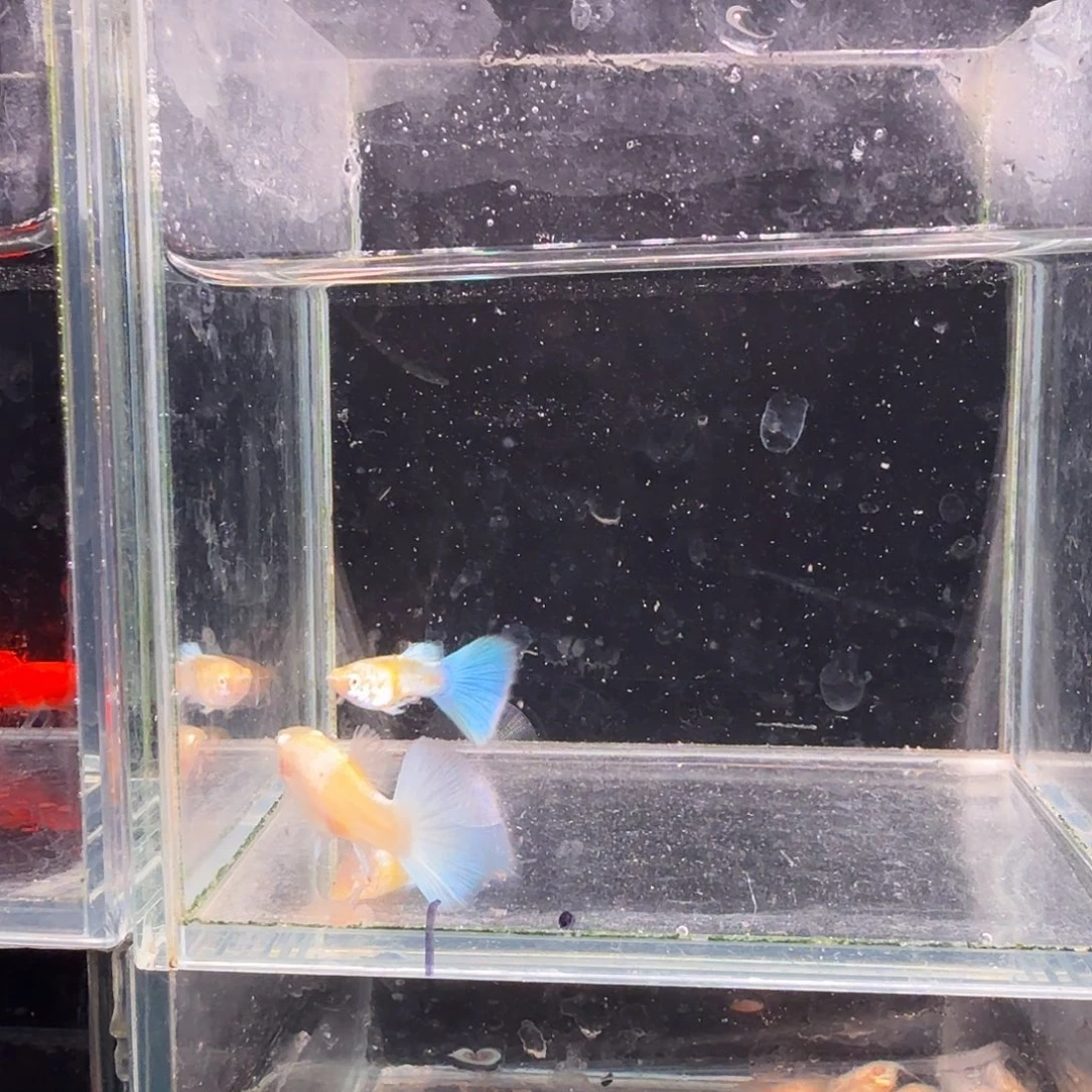 孔雀鱼蓝白1对孔雀鱼