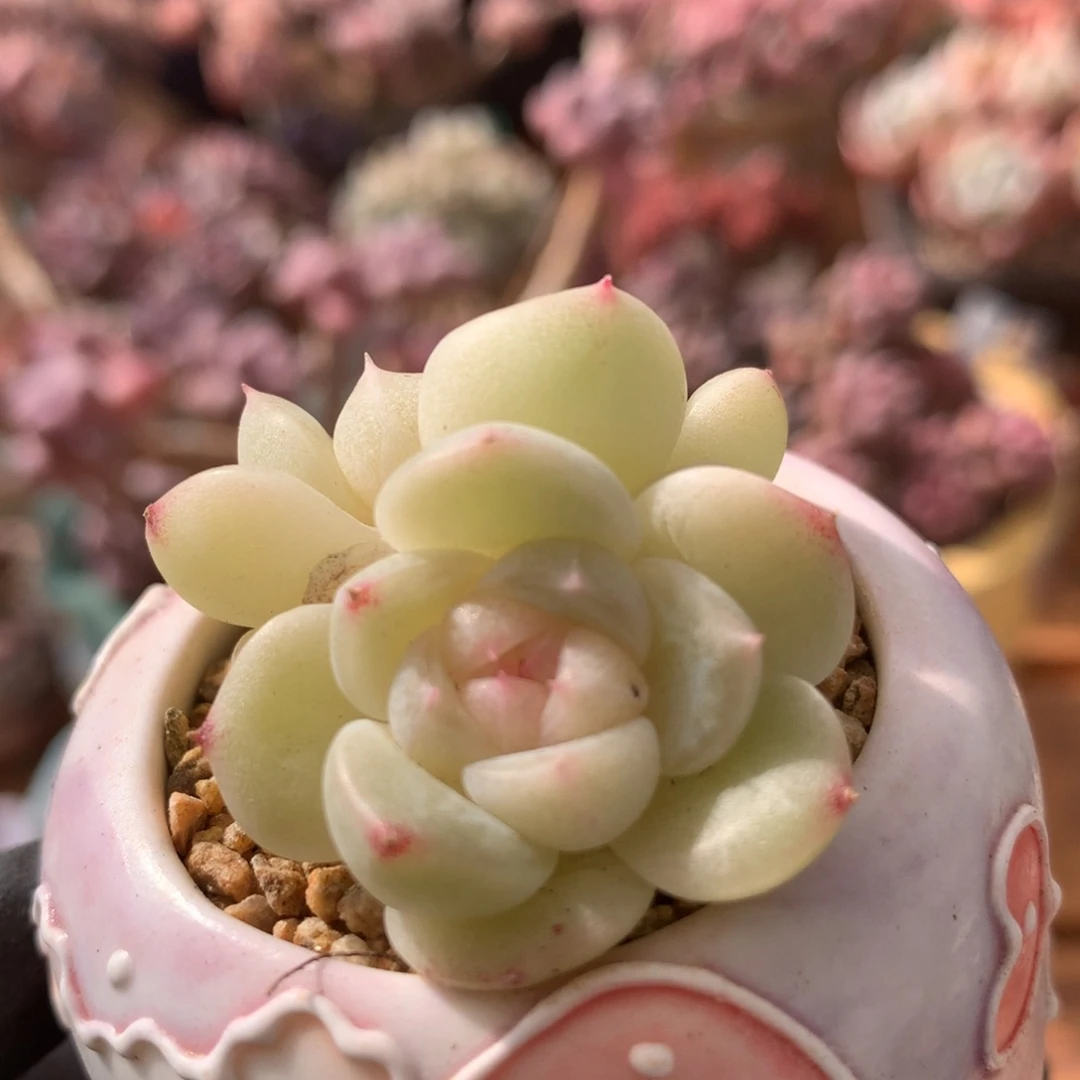 财富密码一物一拍 029