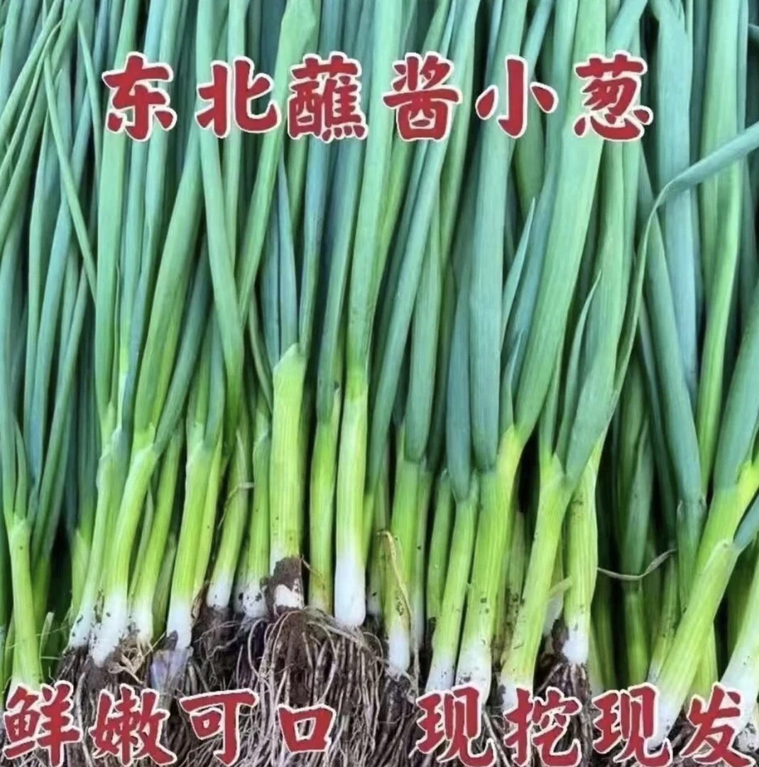 东北新鲜农家小葱绿葱爽口蘸酱菜调料葱花