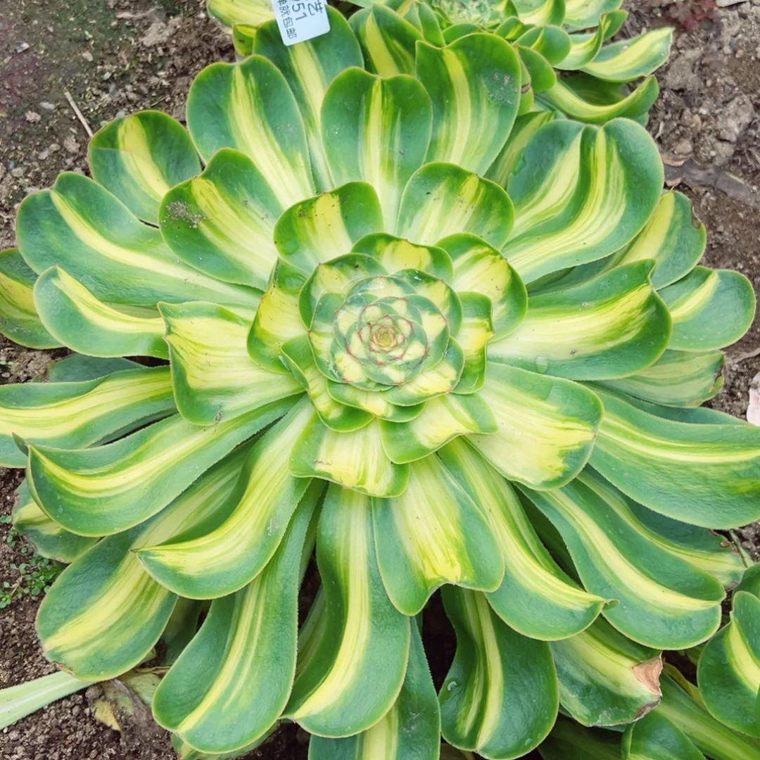 暴君多肉植物951