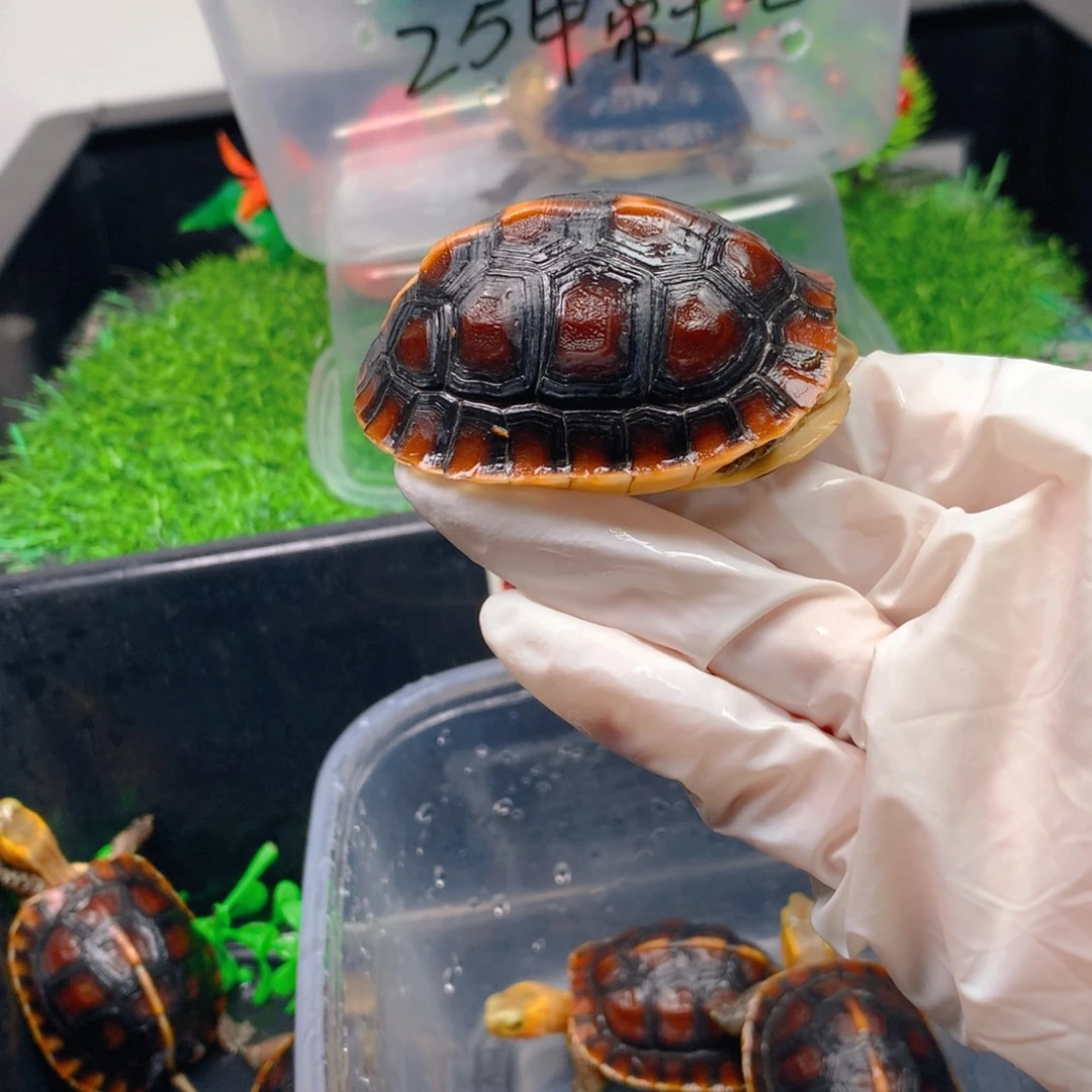 宠物龟不分公母宠物龟健康全品不分公母