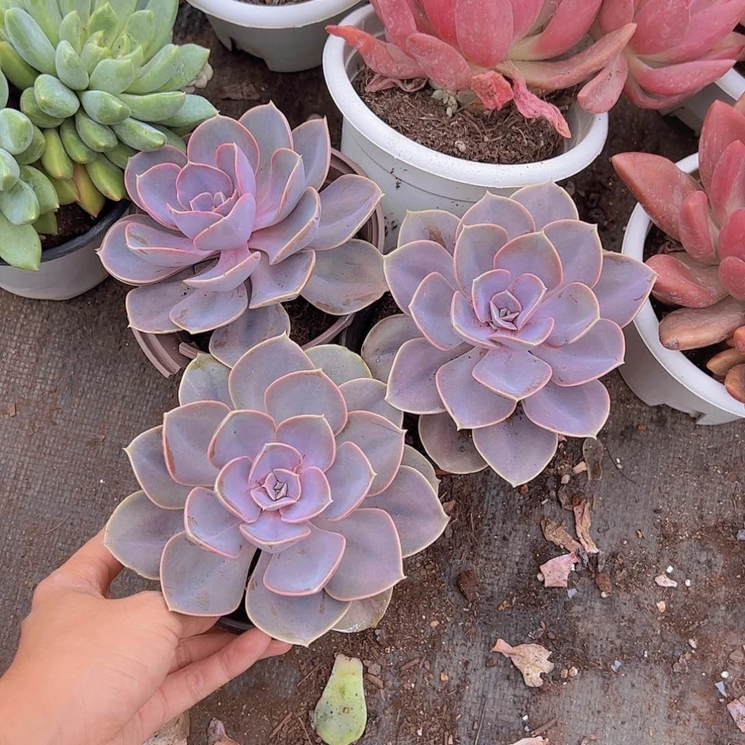 紫丁香大单头三盆老桩精品