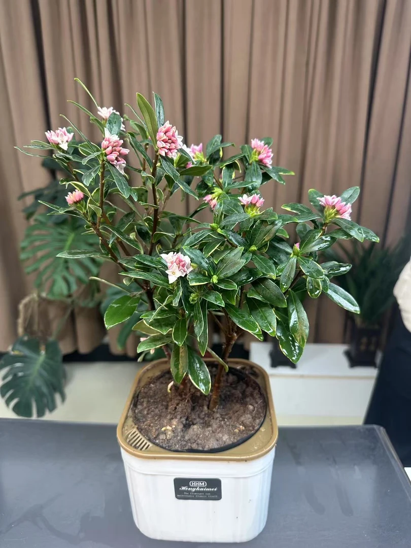 【新疆包邮】金边瑞香耐寒绿植带花苞懒人花卉阳台好养