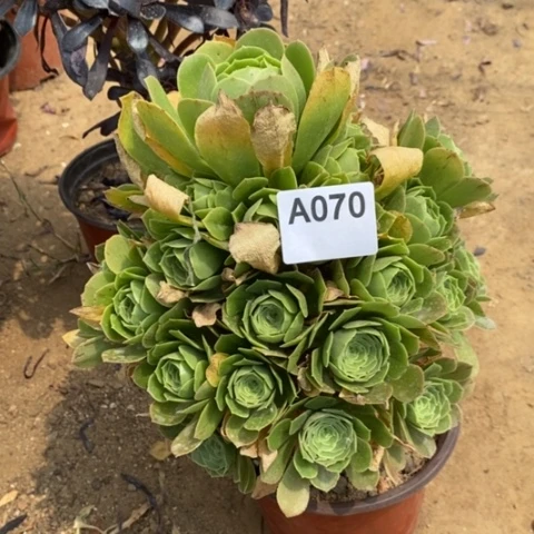 绿杨蓉捧花一物一拍