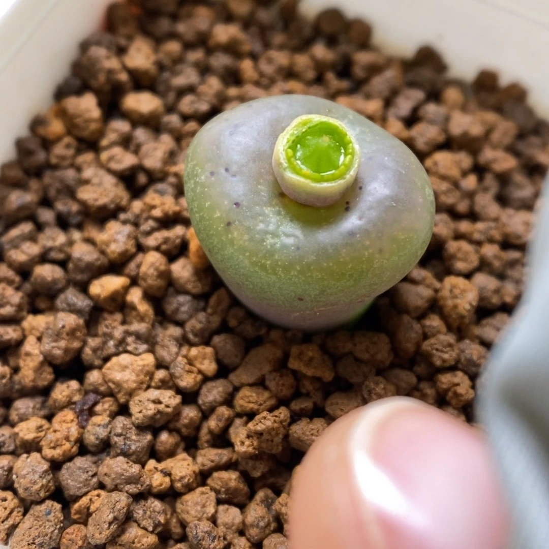 多肉植物肉锥杂交K-005