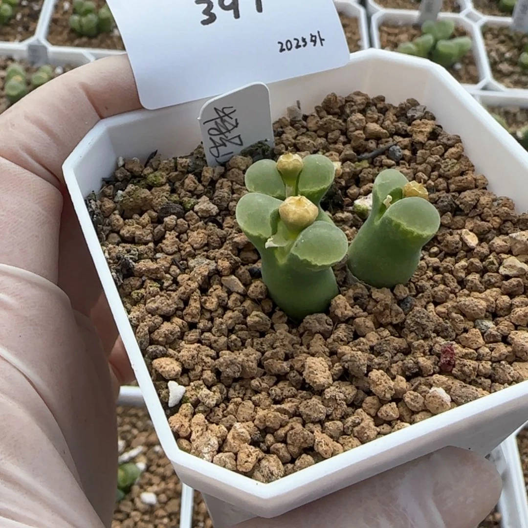 ·*多肉多肉多肉2025-397