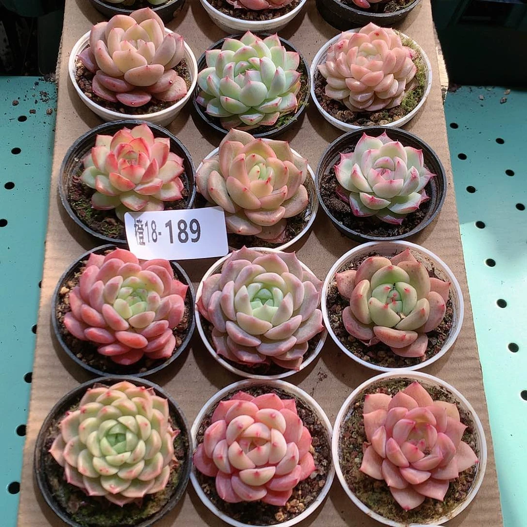 18-189一物一拍带盆18颗