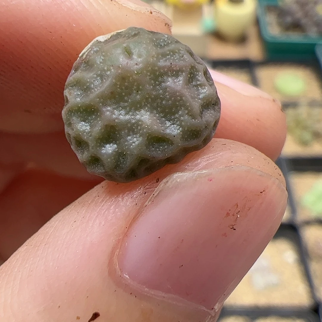 【闪购商品】210 超烧