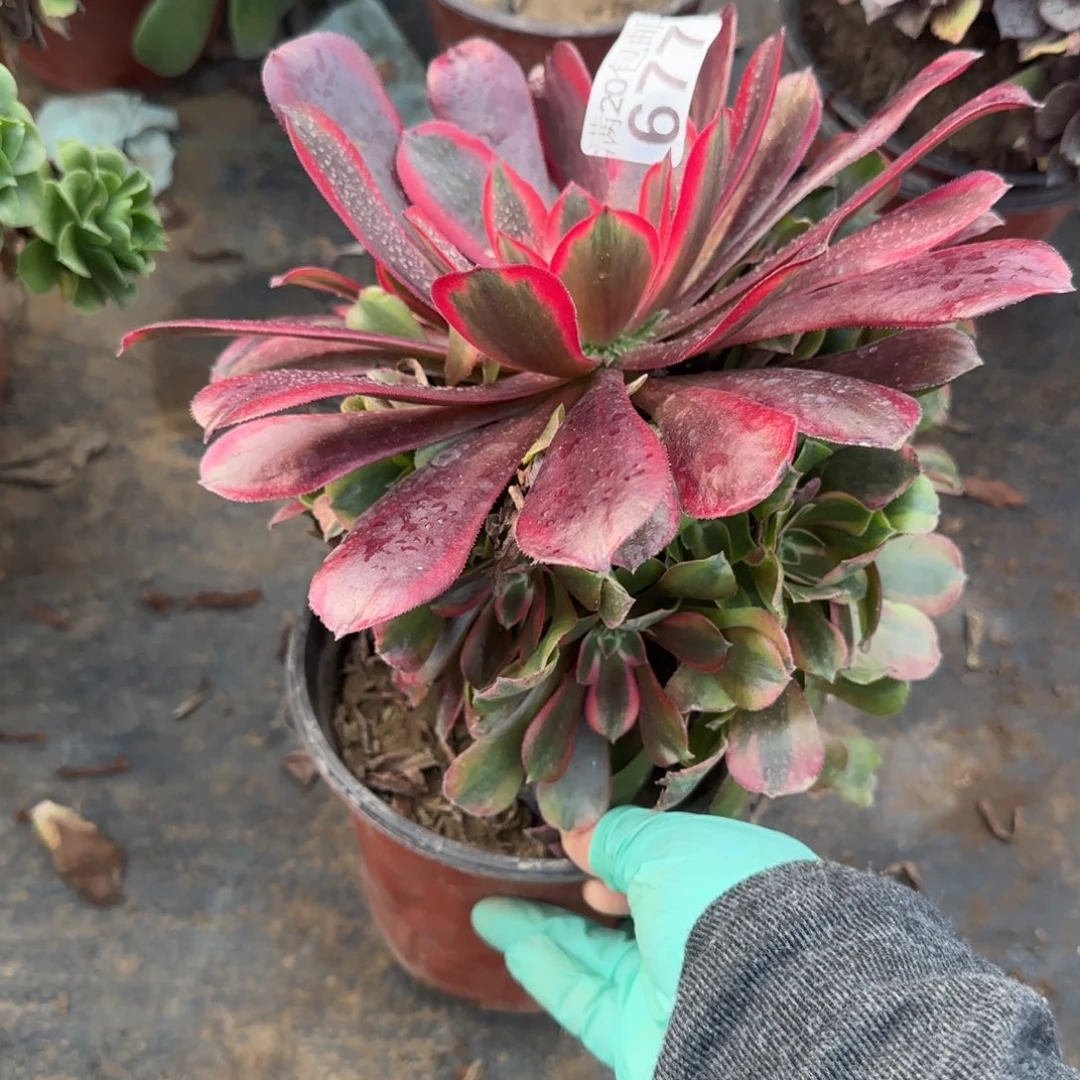 蒙娜丽莎677满20包邮断枝不包