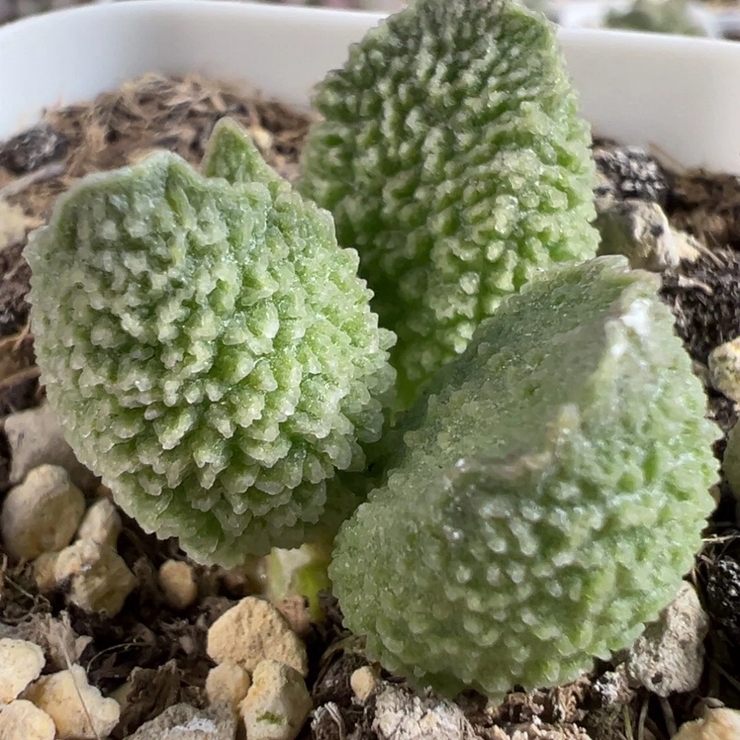实生新品单头纯木质桩多肉植物