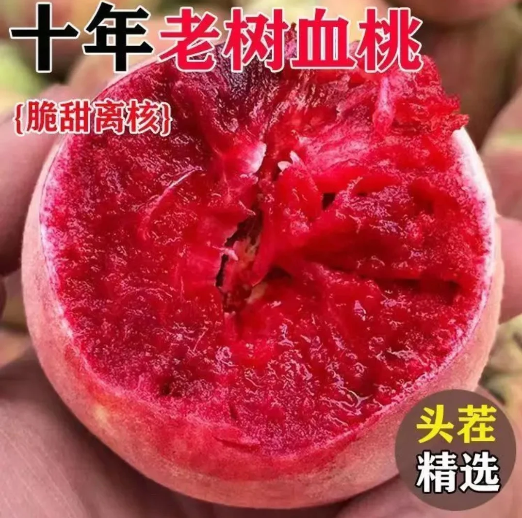 正宗中华血桃大个头玫瑰血桃新鲜现摘红心红肉孕妇应季现摘水果