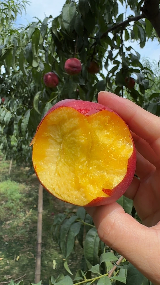 【顺丰到家】黄心麻点大油桃新鲜水果现摘脆甜多汁应季桃子