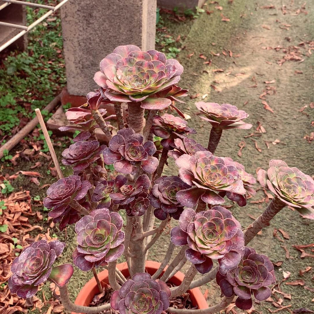 厚叶晚霞，多肉植物