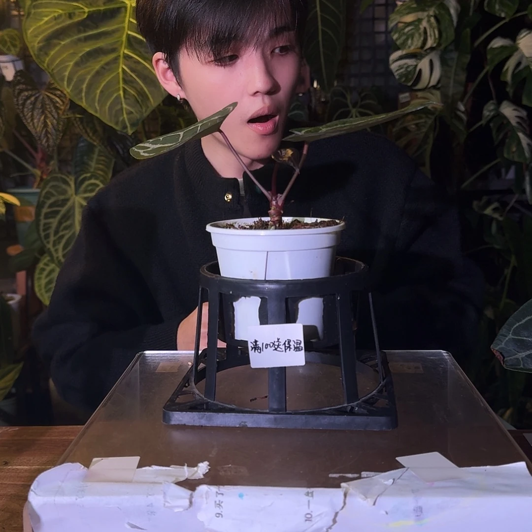 不开花植物C99紫水晶杂米歇尔