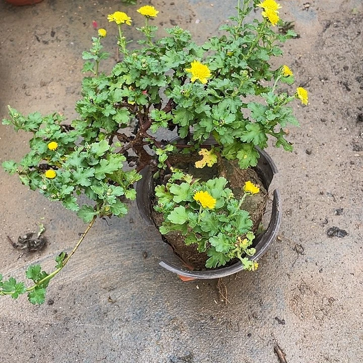 雁***飞完全开放35菊花菊花菊花