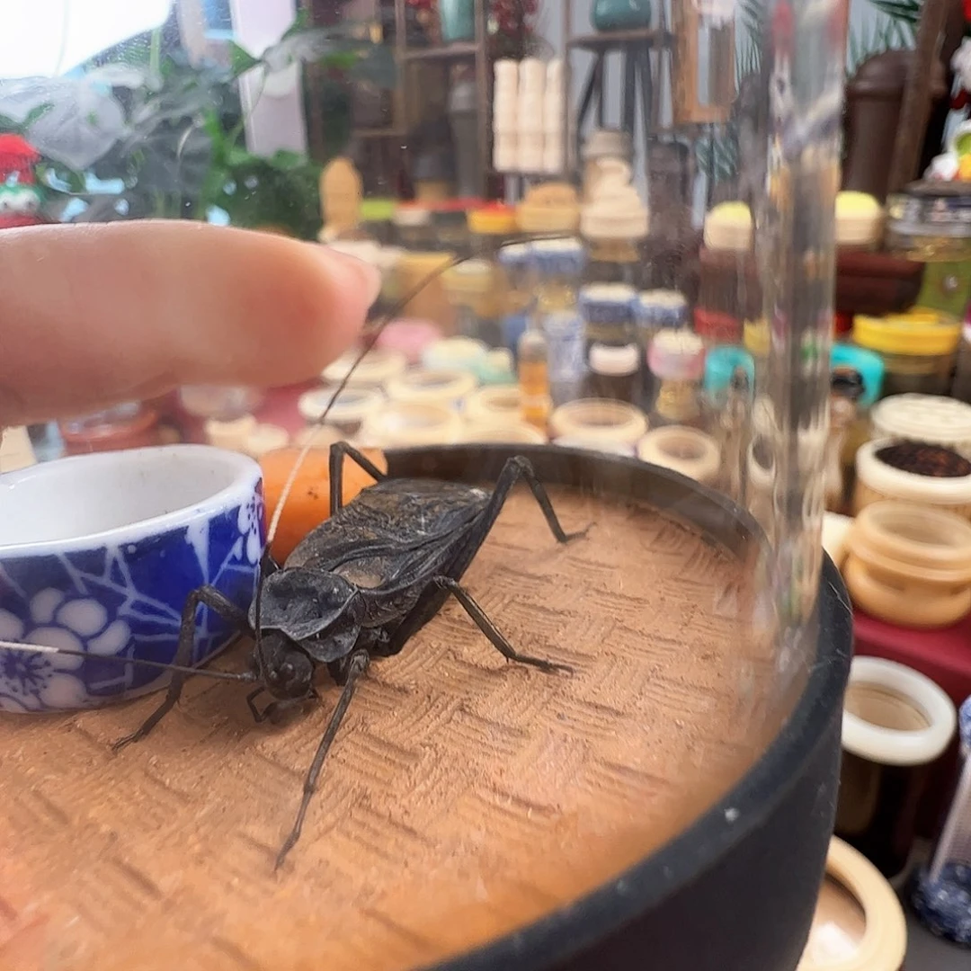 东***伯哈哈哈哈哈电报一个