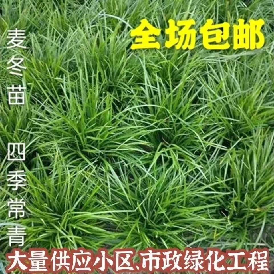细叶麦冬草玉龙草庭院绿化植物中叶麦冬草苗沿阶草耐寒长叶麦冬草