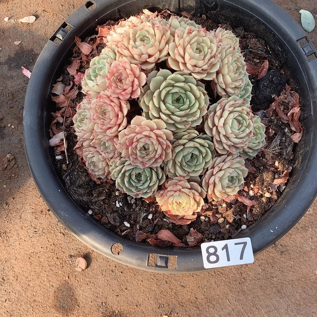 817 一物一拍多肉