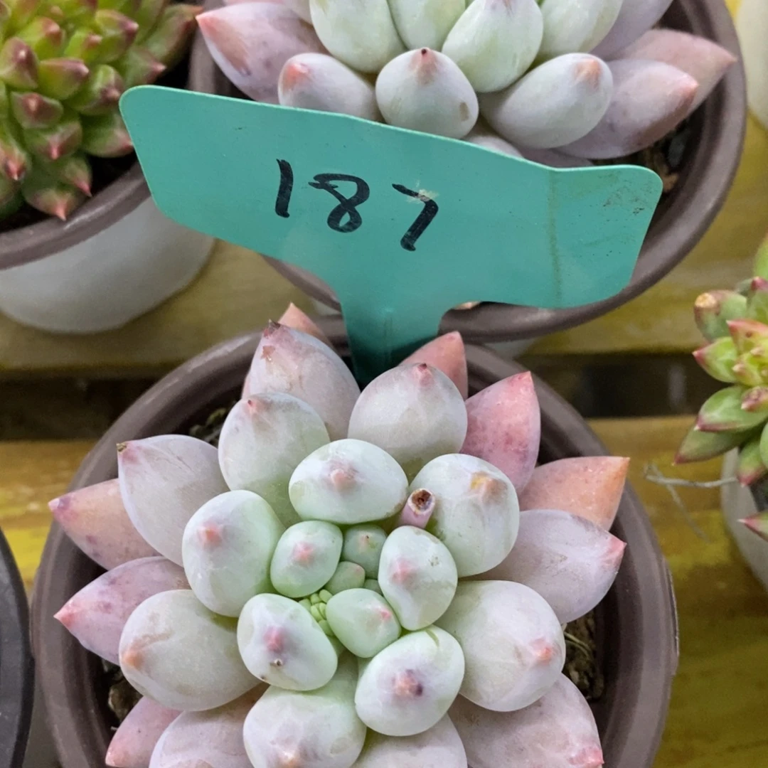 开心多肉，首播第一场，欢迎