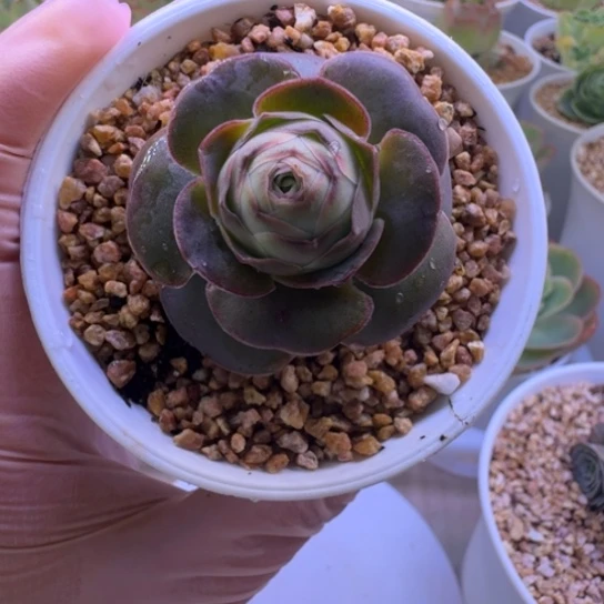 山地玫瑰基因优秀4cm