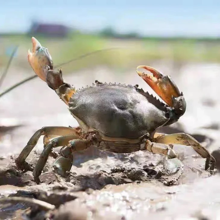 1东山岛红树林红膏有膏有黄包活到家死蟹包赔（收到不能放冰箱）