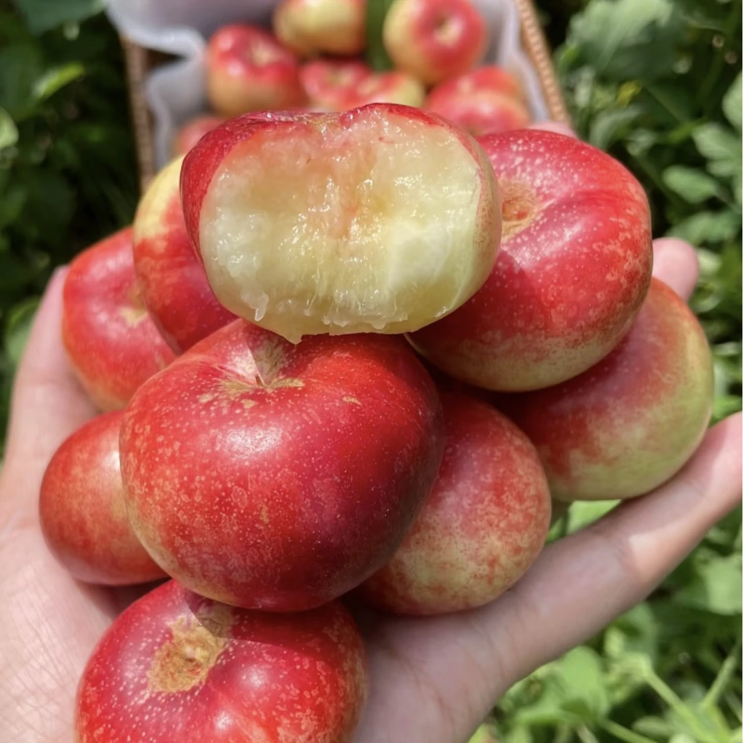 纽扣蟠桃 3斤/份