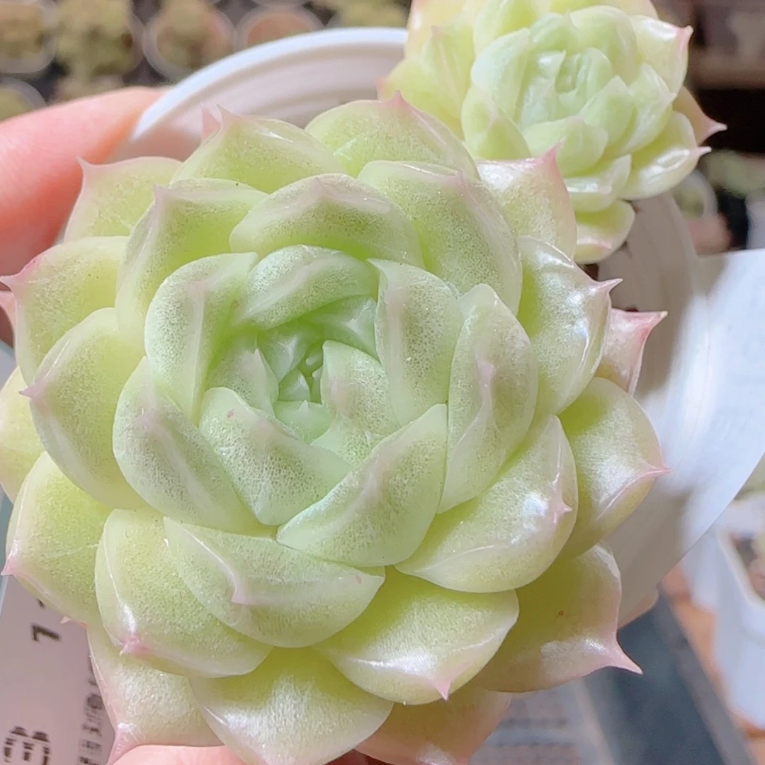 花语逸镜1116-90散