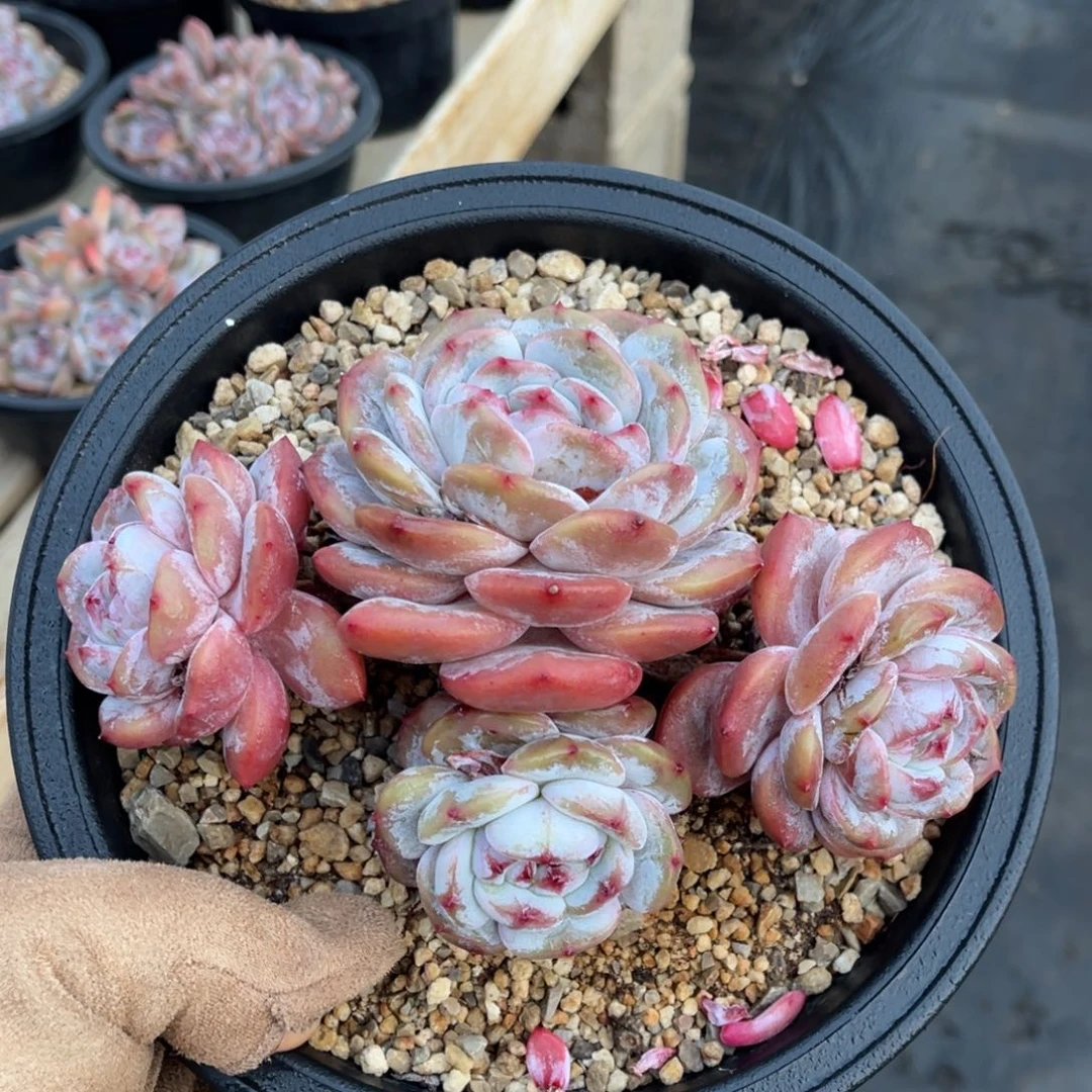 一物一拍不支持退换