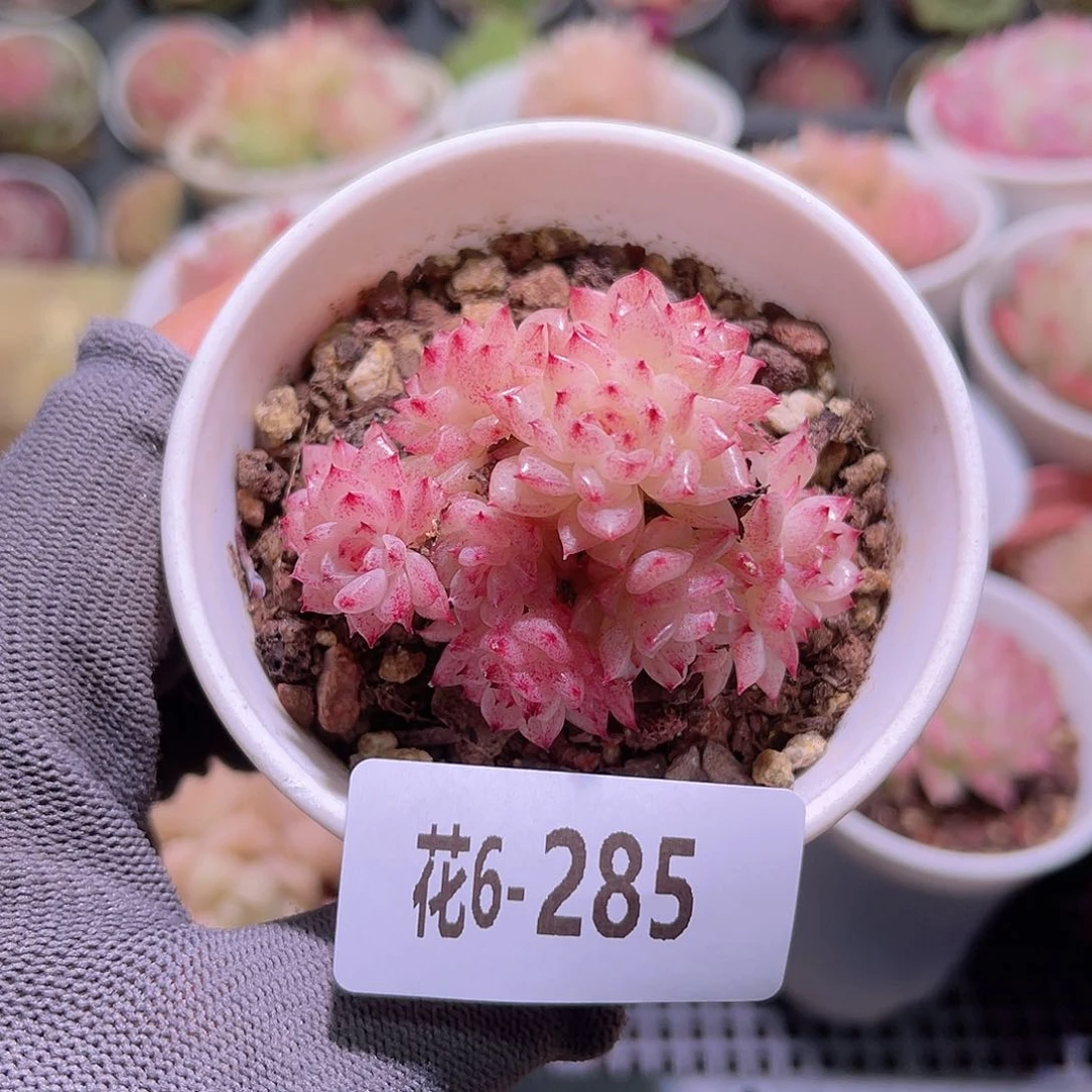 花06-285麦秆群生