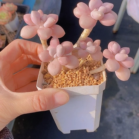 1340多肉植物老桩