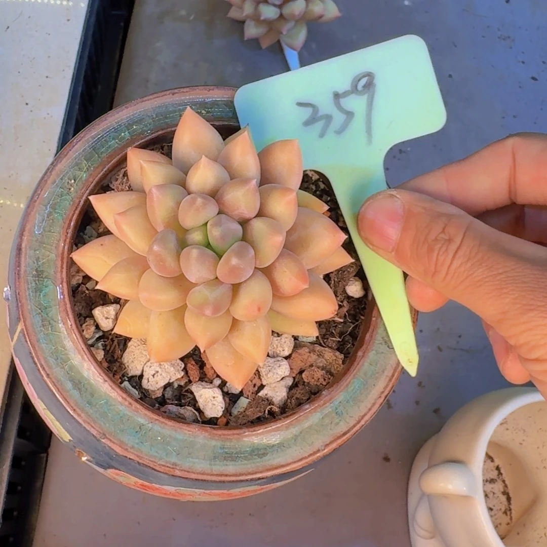 多肉植物的生长发育和