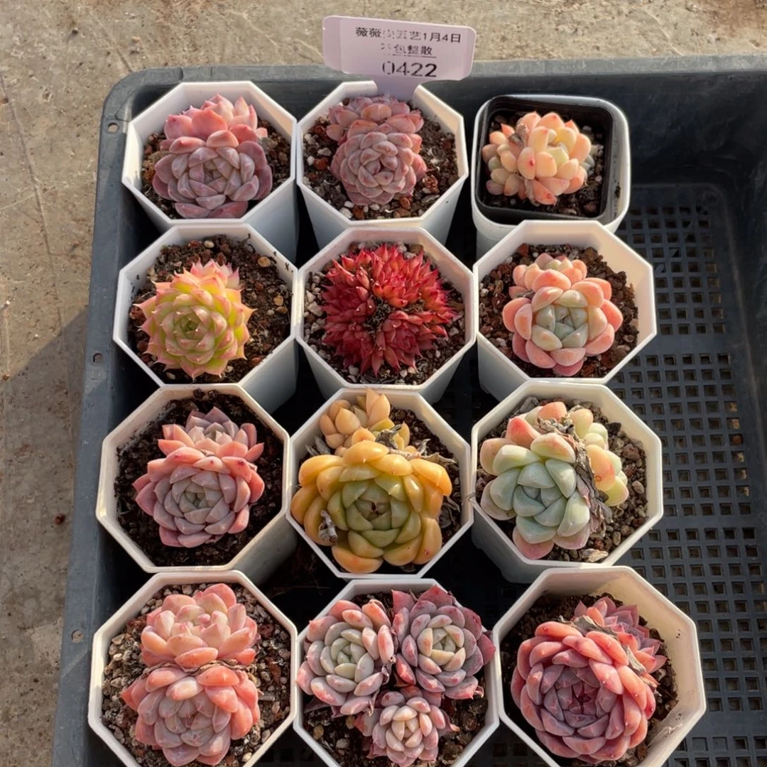 不包整散 盆子不售后0422